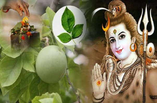 Lord Shiva like Bel Patra: भगवान शिव को बेल पत्र क्‍यों हैं इतना पसंद? चढ़ाने से होते हैं प्रसन्‍न