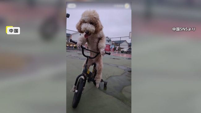 Poodle Riding a Bicycle: साइकिल चलाता ये पूडल रातों रात बन गया इंटरनेट की सनसनी, चलाता है छोटे बच्‍चे की तरह